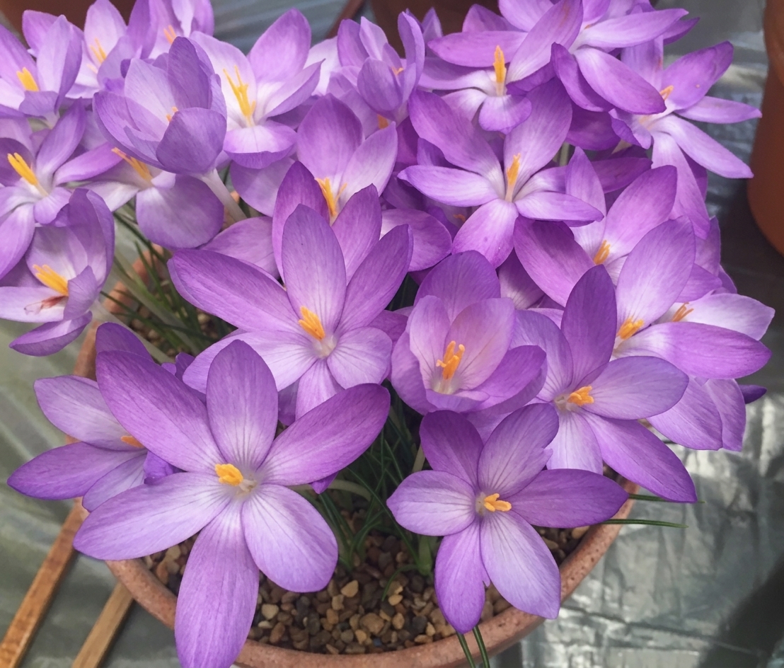 Crocus goulimyi (AUT) 